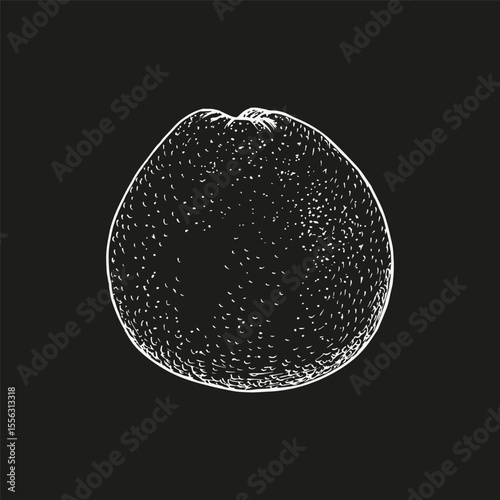 Grapefruit sketch illustration. Natural plant outline drawing in engraving style. Culinary, wellness, garden, and healing concept. Hand drawn vector clipart