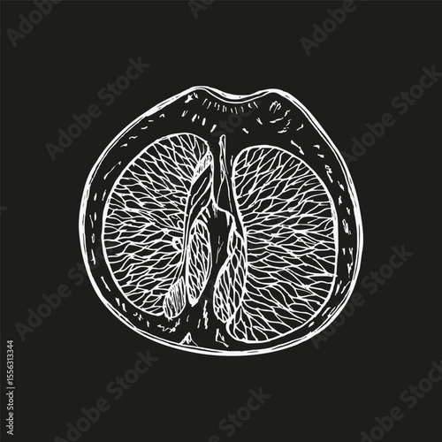 Hand-drawn sketch illustration of grapefruit. Outline sketch, engraved drawing in botanical style for cooking, spa, medicinal tea, and garden beauty, vector clipart
