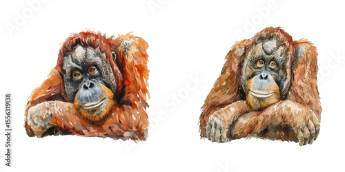 orangutan watercolor vector illustration