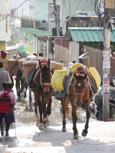 Horses bring havy load