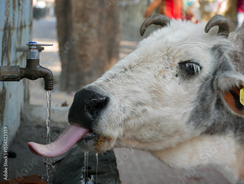 Cow is drinking from the tab