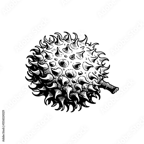 Hand-drawn illustration of a rambutan fruit