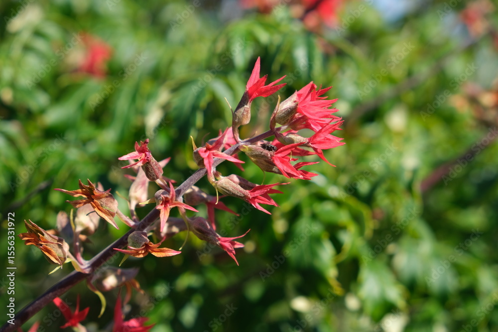 Obraz premium Vibrant Red Flowers in Bloom