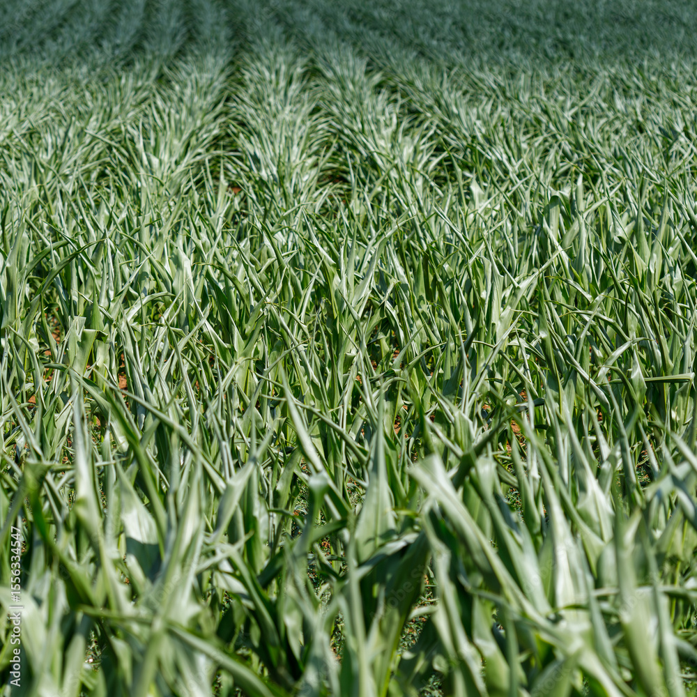 Obraz premium Field of Young Corn Plants