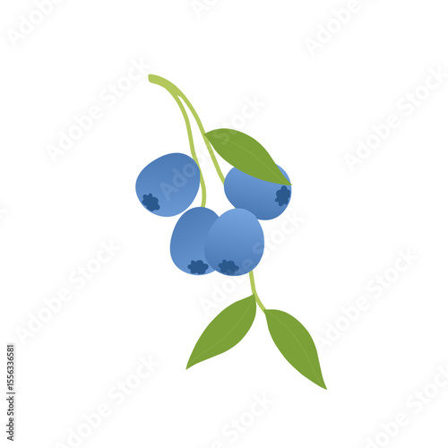 Blueberry fruit illustration. Fresh blueberry fruit flat design. Blueberry fruit illustration with green leaves 