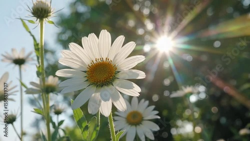 White Daisy in Morning Light – Cinematic Soft Focus Floral Macro