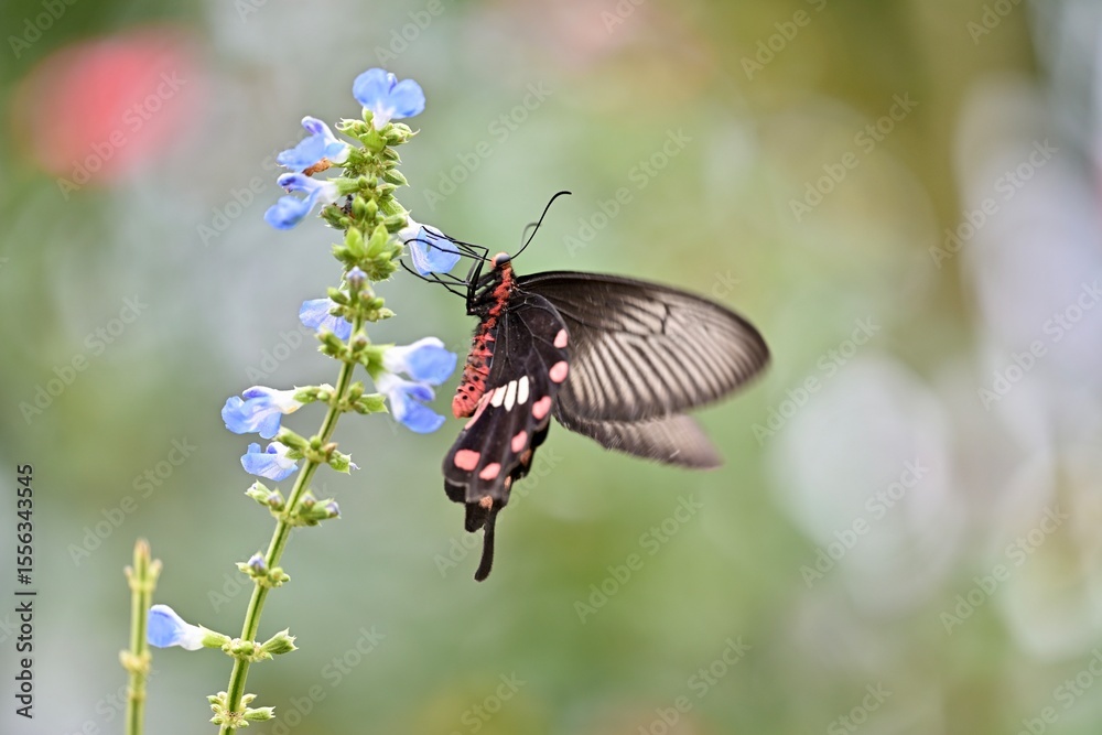 Fototapeta premium butterfly on a flower