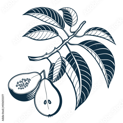 vector illustration of brazilian guava