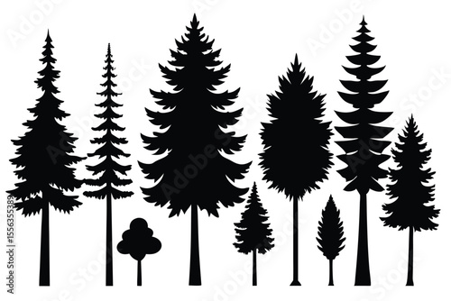 Silhouettes of various evergreen trees in a forest