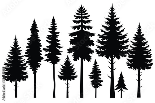 Silhouettes of evergreen trees in a forest