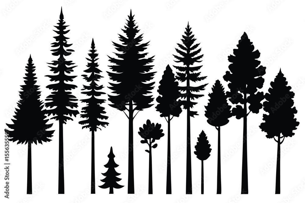 Fototapeta premium Silhouettes of various coniferous trees in a forest