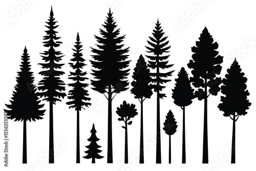 Silhouettes of various coniferous trees in a forest