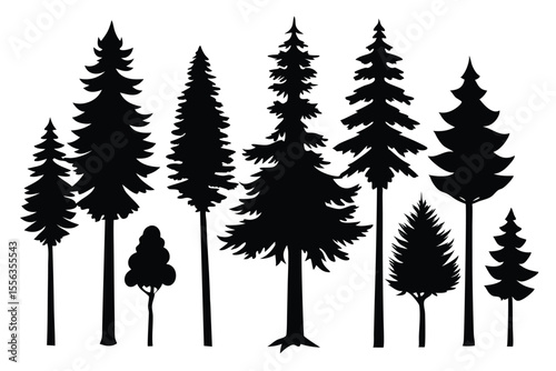 Silhouettes of various evergreen trees in a forest