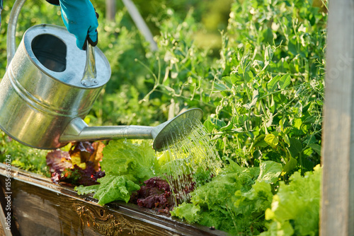 Close-up of watering can in hands watering green pea plants lettuce leaves
