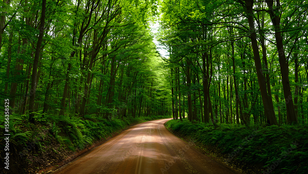 Obraz premium forest