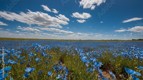 Vast Blue Flower Field Under a Bright Sky With Scattered Clouds in the Countryside During Springtime
