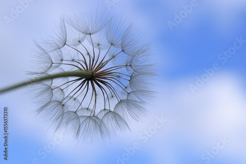 Dandelion seed head close-up against bright sky. Airy abstract background with soft focus. Perfect for concepts of freedom, dreams, nature, and mindfulness.