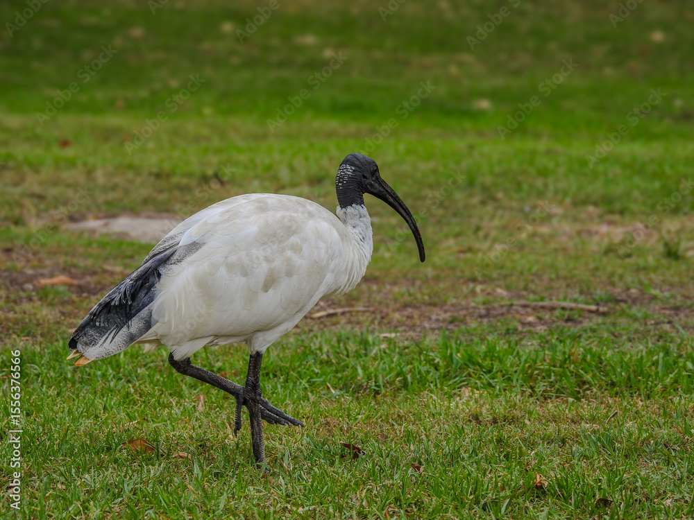 Fototapeta premium Australian White Ibis Strutting Across Grass
