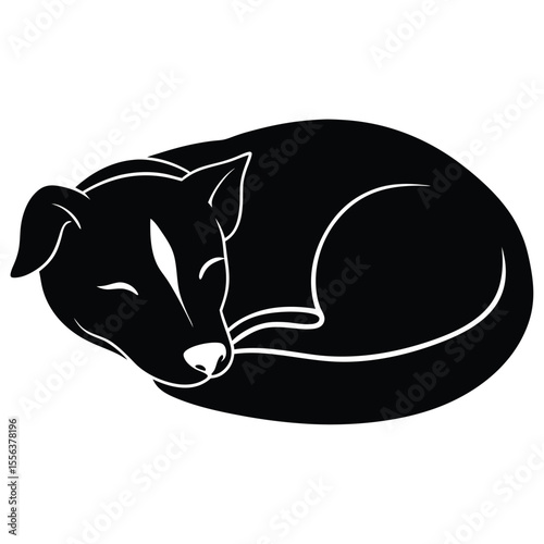 black cat on white background