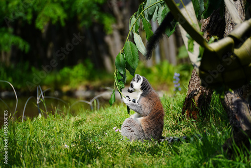 Elegant lemur on a walk on sunny day.	
