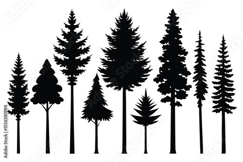 Collection of silhouettes various evergreen trees coniferous forest
