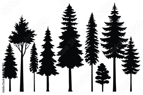 Silhouettes of various evergreen trees in a forest