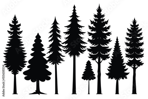 Silhouettes of evergreen trees in a forest setting