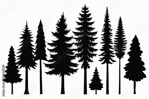 Silhouettes of evergreen trees in a forest
