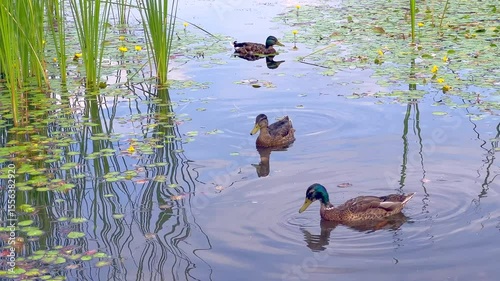 Young ducks