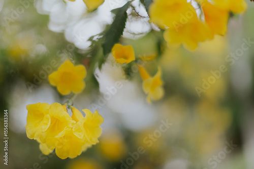 yellow spring flowers