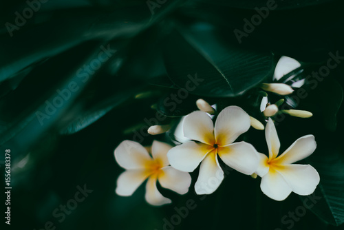 frangipani flower on a green background