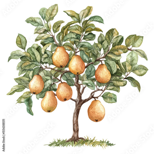 Autumn Pears Ripening Tree, watercolor illustration vector, isolated on a white background.