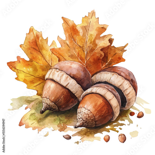 Autumn Acorns On Ground, watercolor painting vector, isolated on a white background.