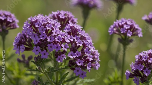 Purple Flowers Bloom in a Vibrant Meadow, Showcasing Nature's Beauty During the Brilliant Sunlight of Late Spring