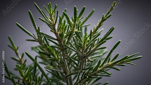 Close-up View of Vibrant Rosemary Plant Showcasing Detailed Green Leaves Against a Dark Background in Natural Lighting