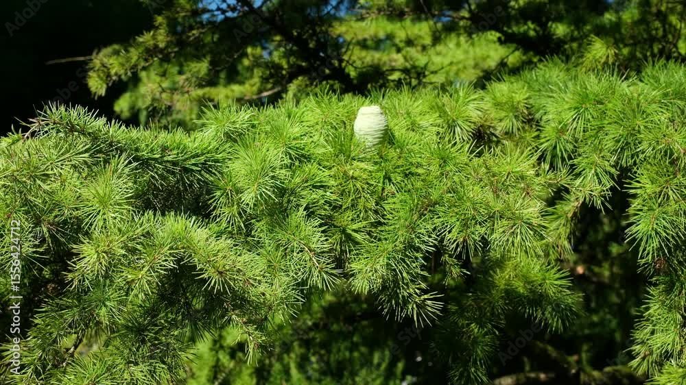 Atlaszeder Zeder Nadelbaum Zweig mit Zapfen in voller Pracht im abendlichen Sommer Sonnenlicht, ein immergrüner Nadelbaum aus der Familie der Kieferngewächse Pinaceae, Himalaja-Zeder