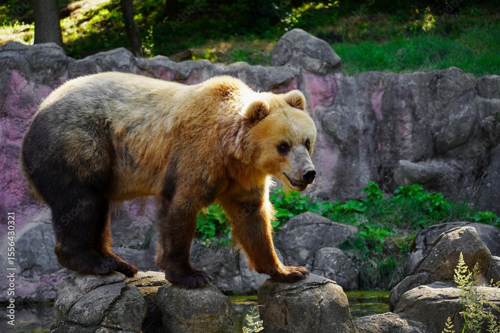 Fototapeta premium Portrait of beautiful brown bear. Ursus arctos beringianus.