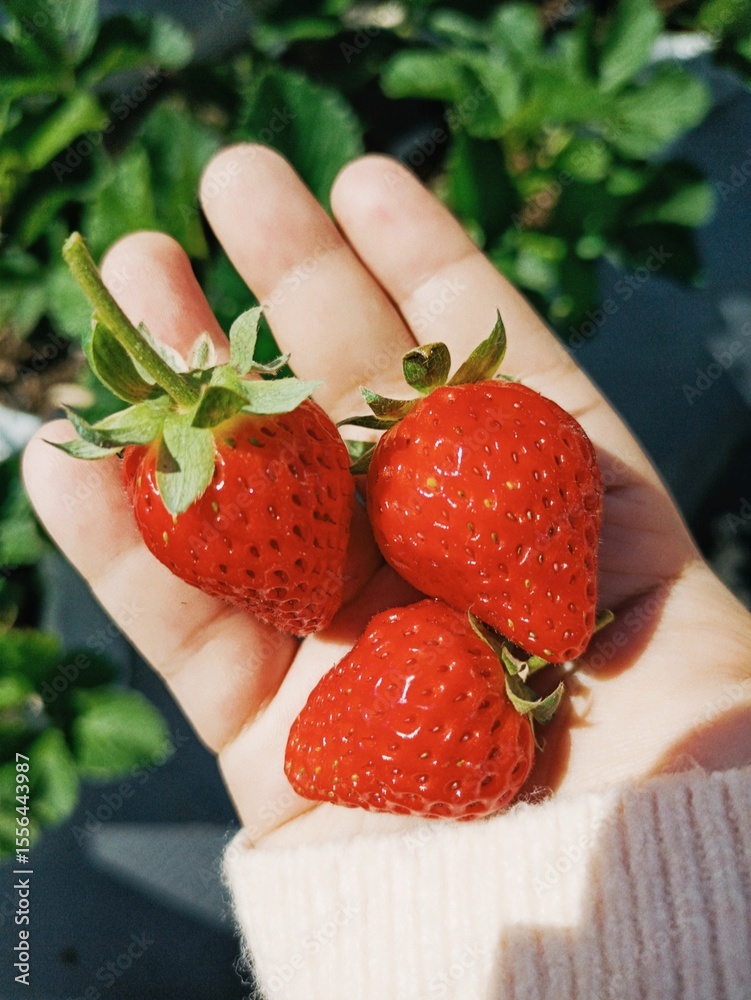 Obraz premium Fresh strawberry fruit held in hand, with green leaves in the background.