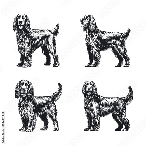 Irish Setter Dog Svg