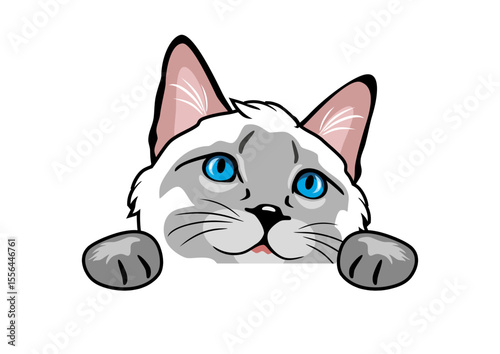 Peeking curious Siamese cat
