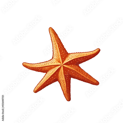 star fish isolated on transparent background