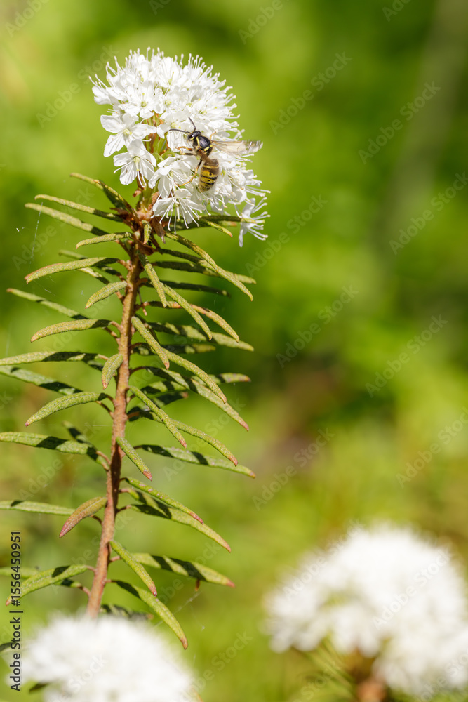 Fototapeta premium Bright white blossoms of Marsh Labrador Tea (Ledum palustre) with a small insect on the stem, growing in a sunlit boreal forest.