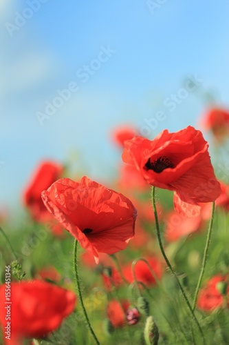 red poppy in the field