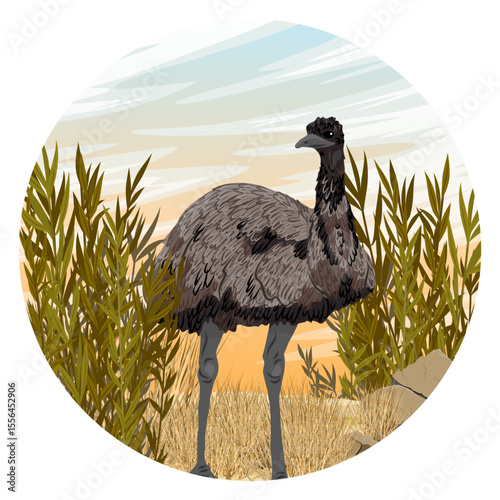 Round composition. Australian emu walking on dry grass. Realistic vector landscape