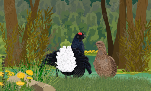Male and female black grouse standing on the shore of a small forest lake. Realistic vector landscape