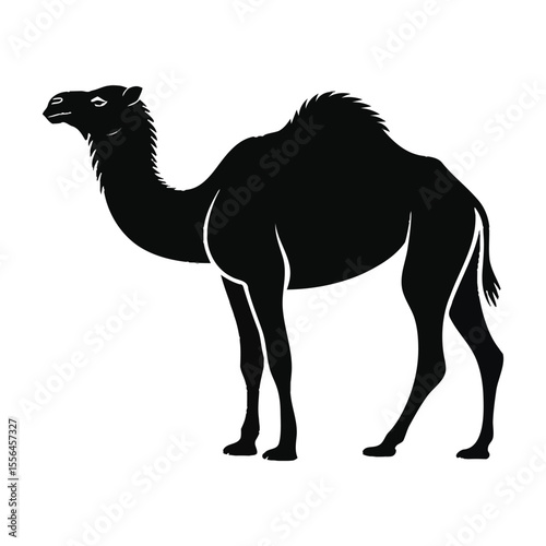 Black Silhouette of a Dromedary Camel Standing Side Profile View white background
