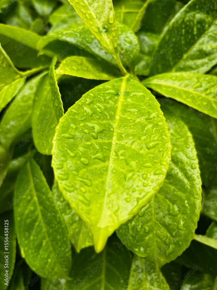close up of green leaves with water drops close up of green leaves with water drops