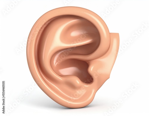 3D rendered human ear