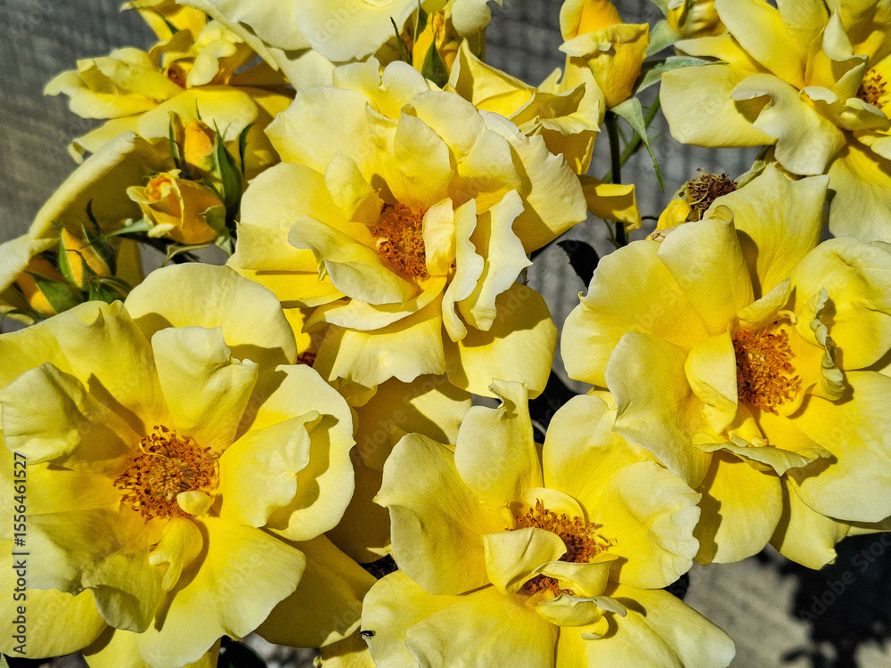 Obraz premium Background with yellow roses