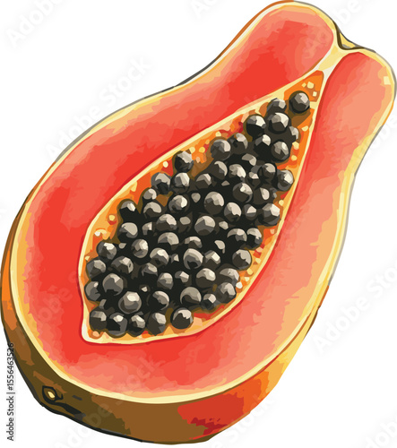 Vector watercolor illustrated papaya